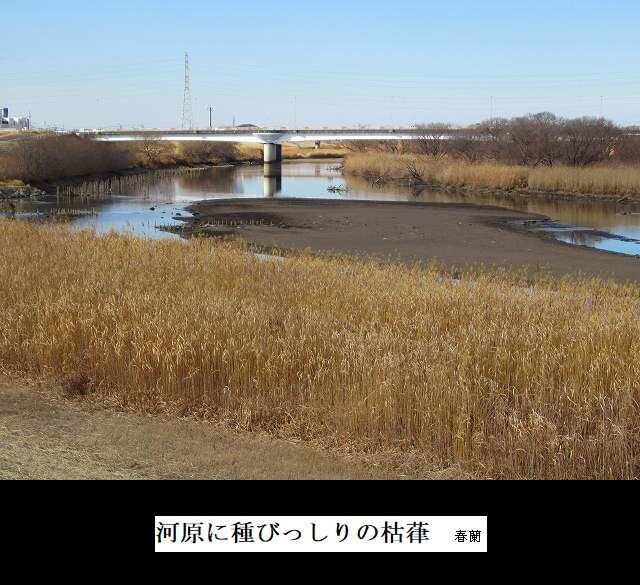 河原に種びっしりの枯葎
