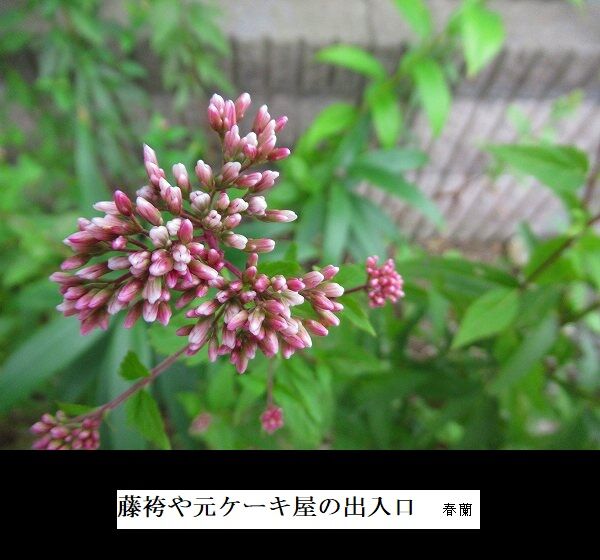 藤袴や元ケーキ屋の出入口