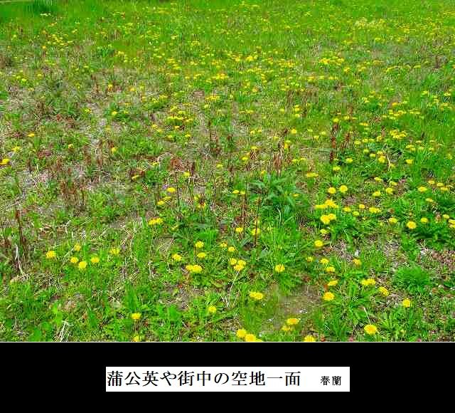 蒲公英や街中の空地一面