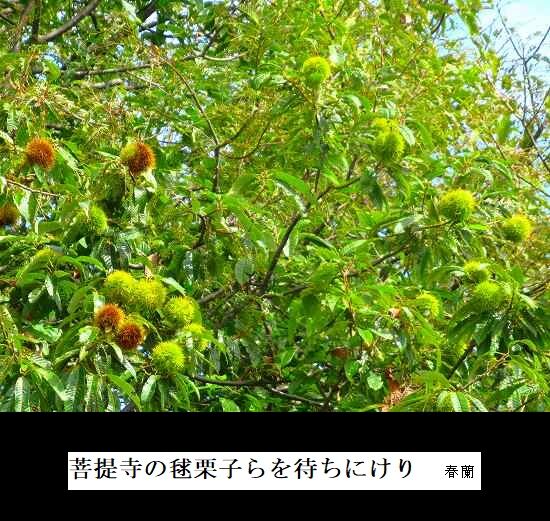 5-IMG_9830.jpg毬栗