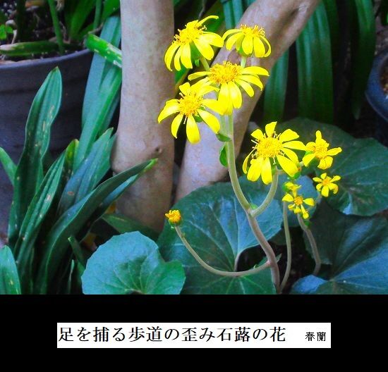 5-IMG_0120.jpg石蕗の花