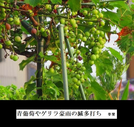 青葡萄やゲリラ豪雨の滅多打ち