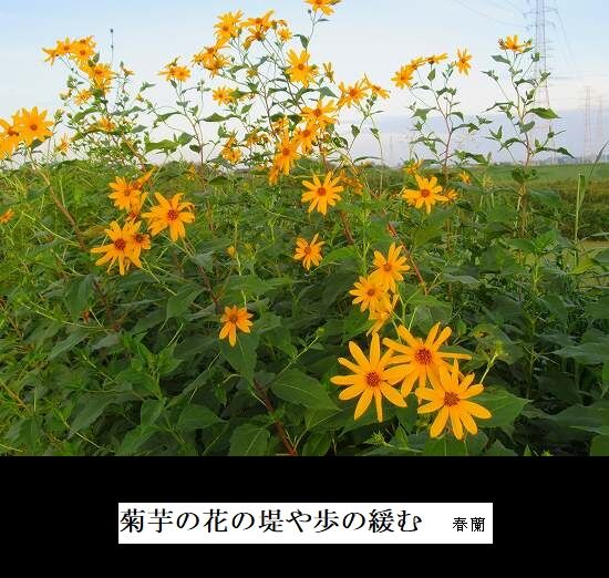 5-IMG_9880.jpg菊芋の花の堤