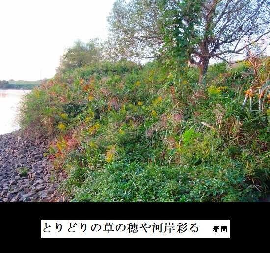 5-IMG_0001.jpg草の穂