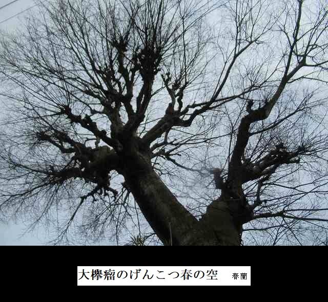 大欅瘤のげんこつ春の空