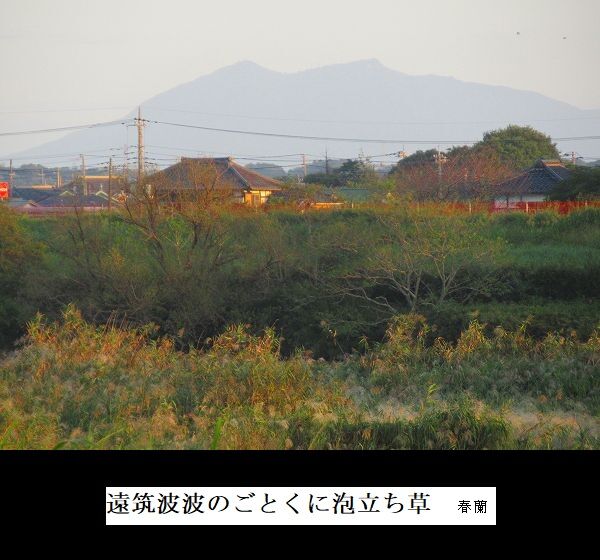 遠筑波波のごとくに泡立ち草