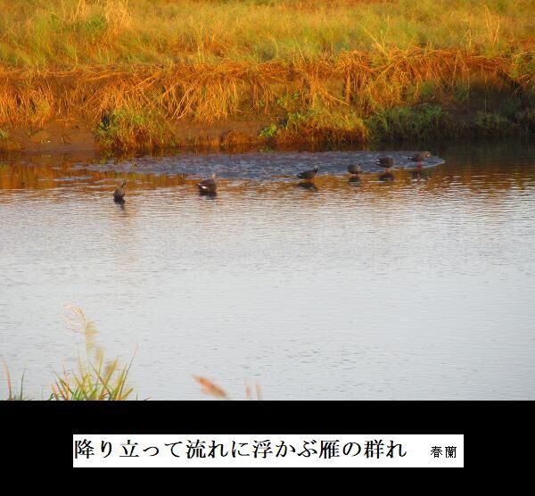 降り立って流れに浮かぶ雁の群れ