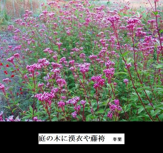 5-IMG_0042.jpg藤袴