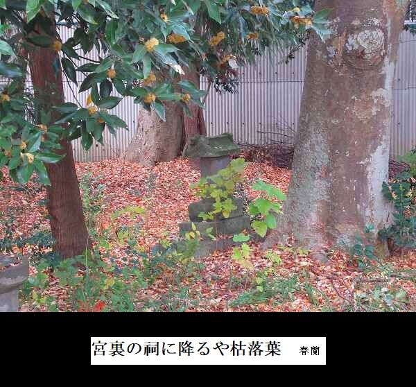 宮裏の祠に降るや枯落葉