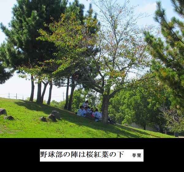 野球部の陣は桜紅葉の下