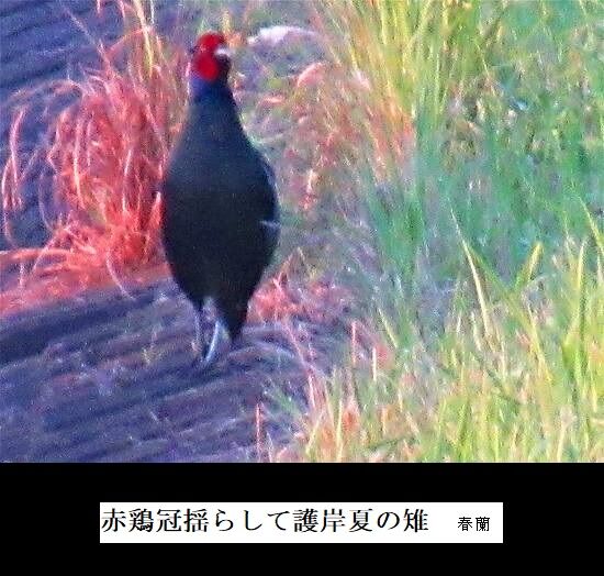 5-IMG_9385.jpg夏の雉