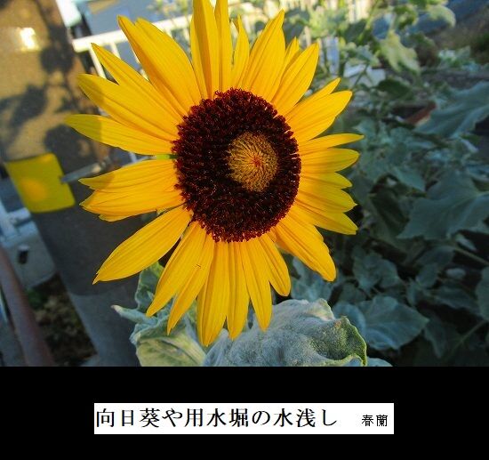 5-IMG_9713.jpg向日葵