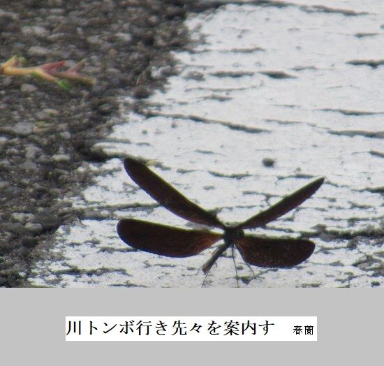 川トンボ行き先々を案内す