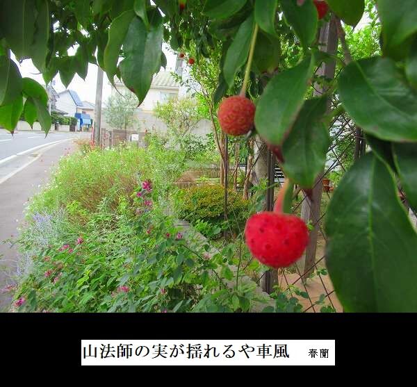 山法師の実が揺れるや車風