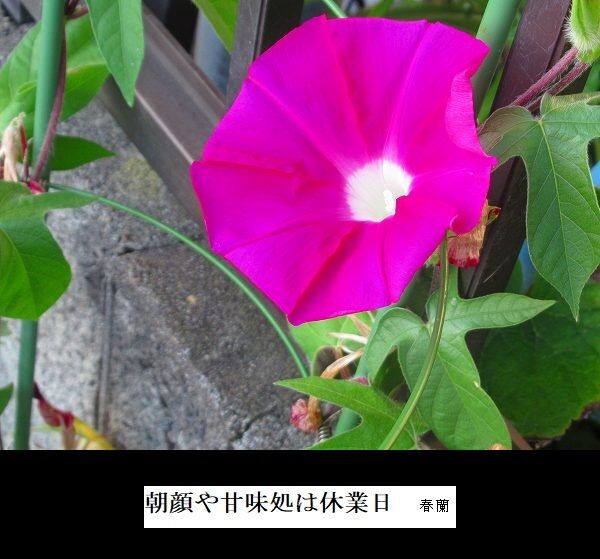 朝顔や甘味処は休業日