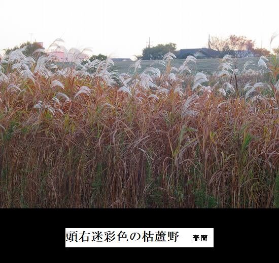 5-IMG_0139.jpg枯れ蘆野