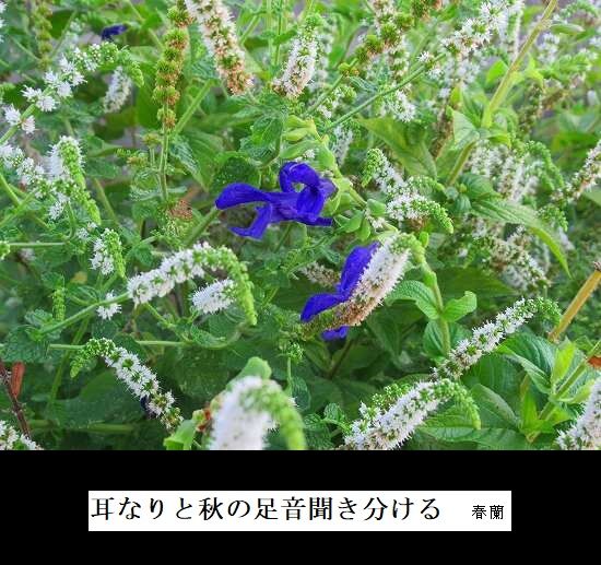 5-IMG_9720.jpg秋の足音