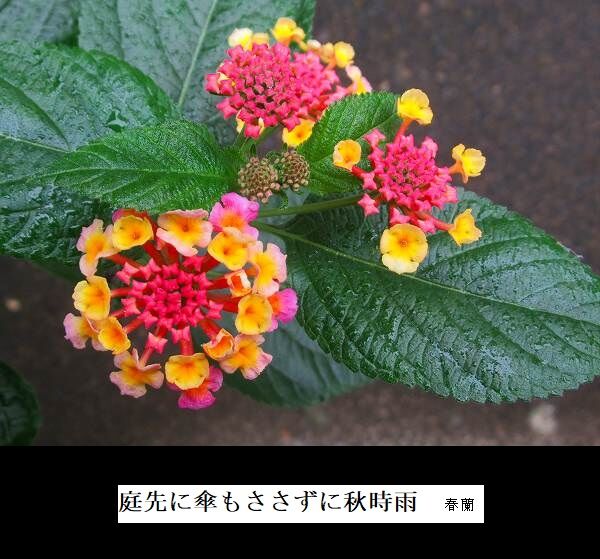 庭先に傘もささずに秋時雨