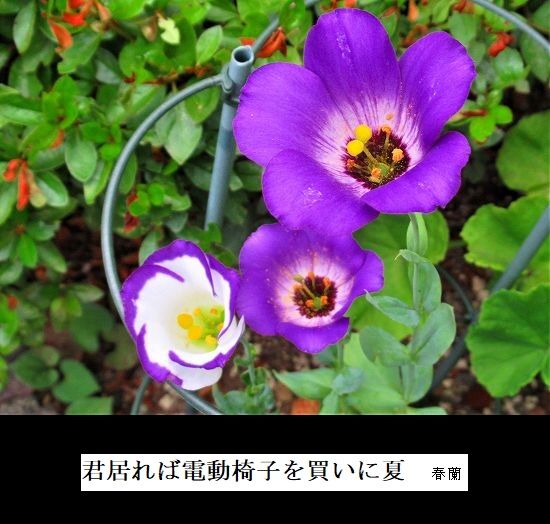 5-IMG_9567.jpg夏