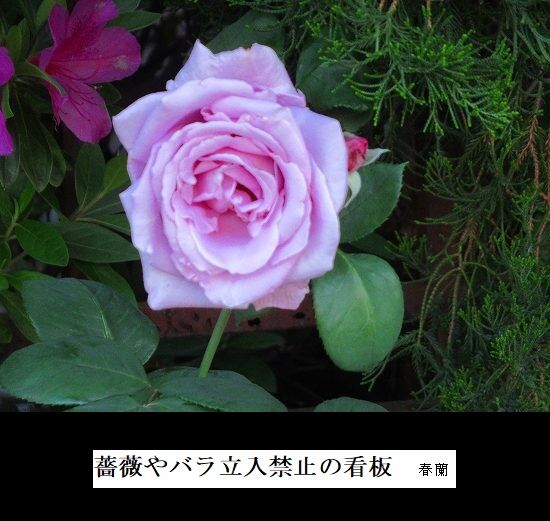 5-IMG_0940.jpg薔薇