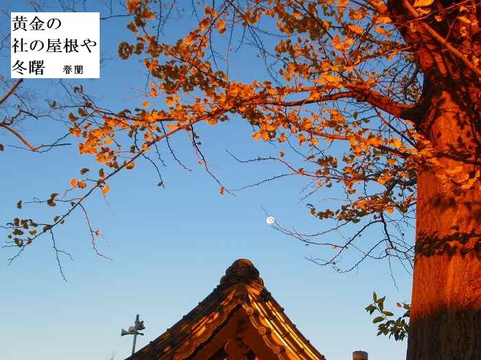 黄金の社の屋根や冬曙
