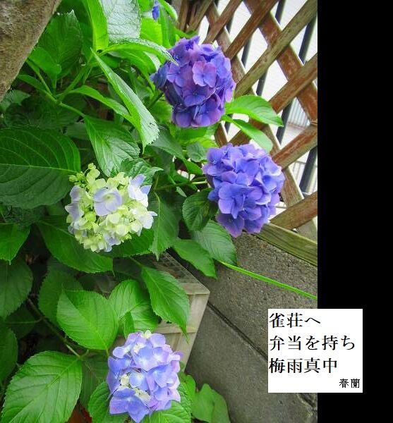 雀荘へ弁当を持ち梅雨真中