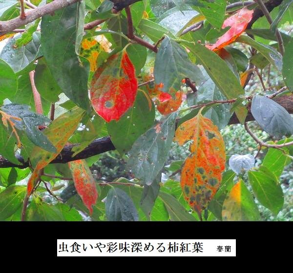 虫食いや彩味深める柿紅葉