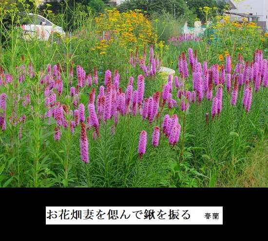 5-IMG_1212.jpgお花畑妻を偲んで鍬を振る