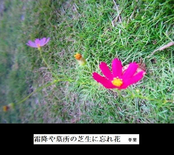 霜降や墓所の芝生に忘れ花