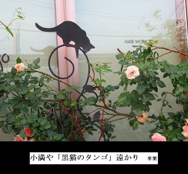 薔薇の香や「黒猫のタンゴ」遠かり