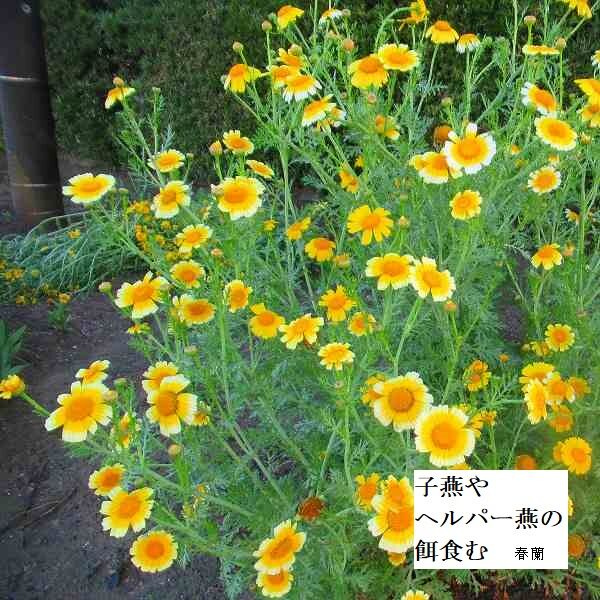 子燕やヘルパー燕の餌食む