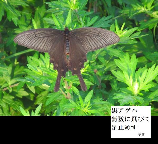 黒アゲハ無数に飛びて足止めす