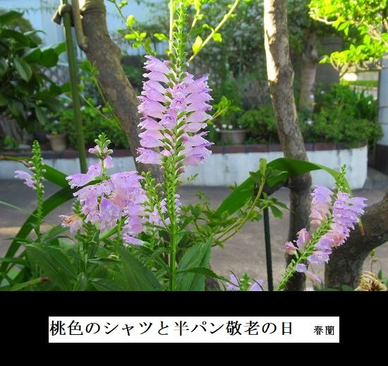 5-IMG_9787.jpg敬老の日