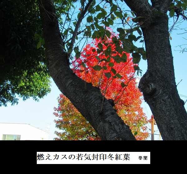燃えカスの若気封印冬紅葉