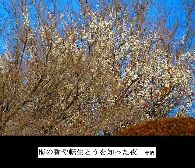 梅の香や転生とうを知った夜