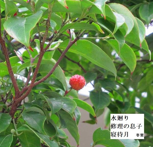 水廻り修理の息子寝待月
