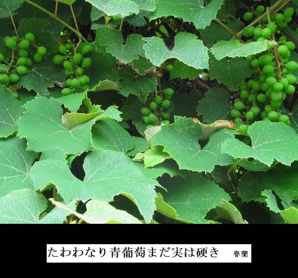 たわわなり青葡萄まだ実は硬き