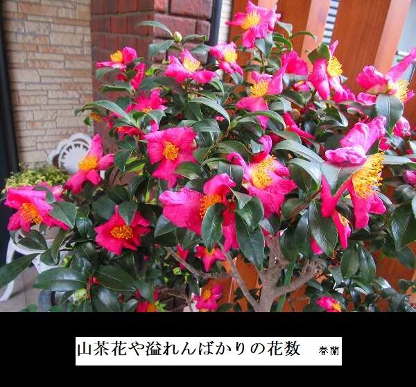 山茶花や溢れんばかりの花数