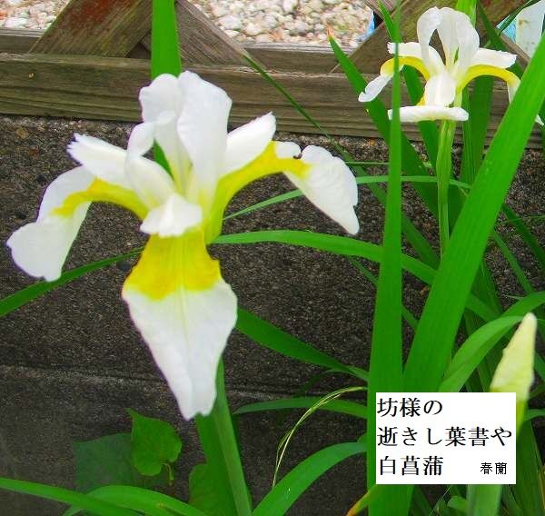 坊様の逝きし葉書や白菖蒲