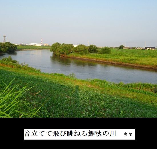 音立てて飛び跳ねる鯉秋の川