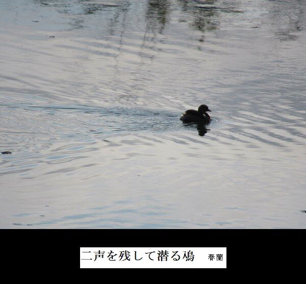 二声を残して潜る鳰
