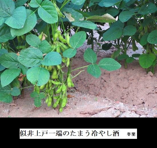 5-IMG_9585.jpg冷やし酒