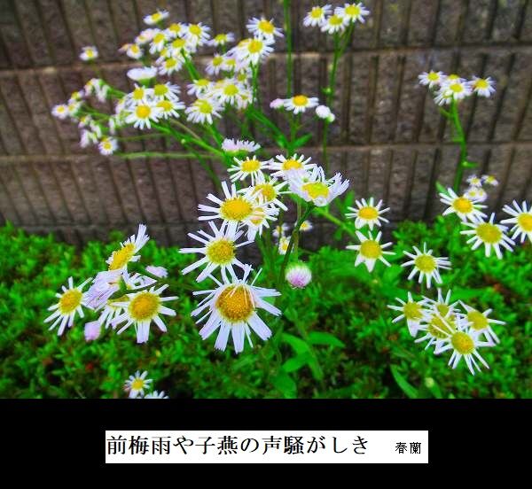 前梅雨や子燕の声騒がしき