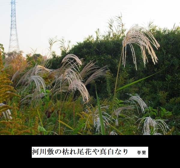 河川敷の枯れ尾花や真白なり