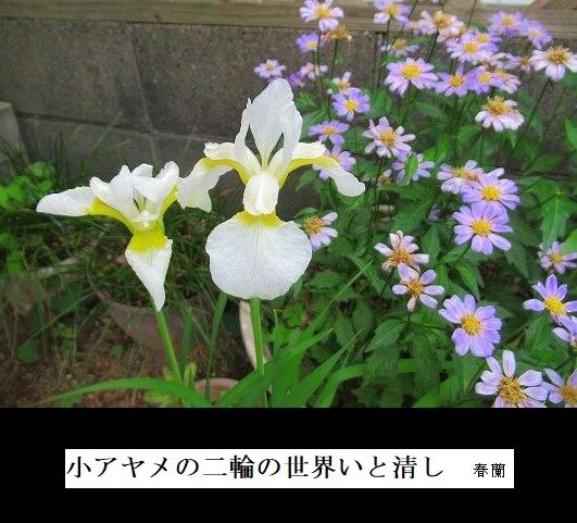 5-IMG_0969.jpg小アヤメ