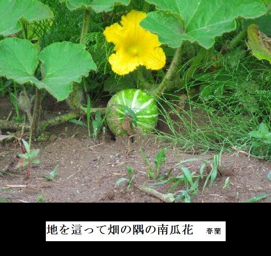 5-IMG_1131.jpg南瓜花
