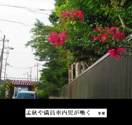 孟秋や満員車内児が喚く