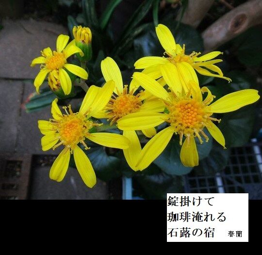 錠掛けて珈琲淹れる石蕗の宿