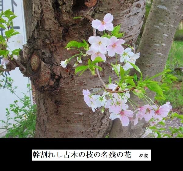 幹割れし古木の枝の名残の花
