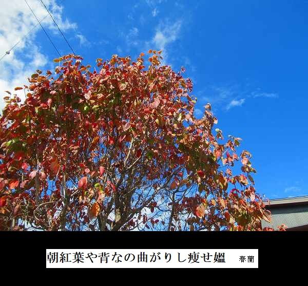朝紅葉や背なの曲がりし痩せ媼